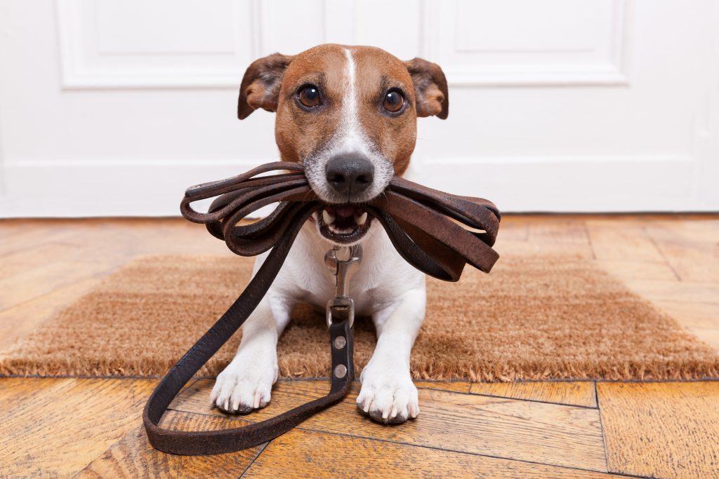 dog friendly accommodation